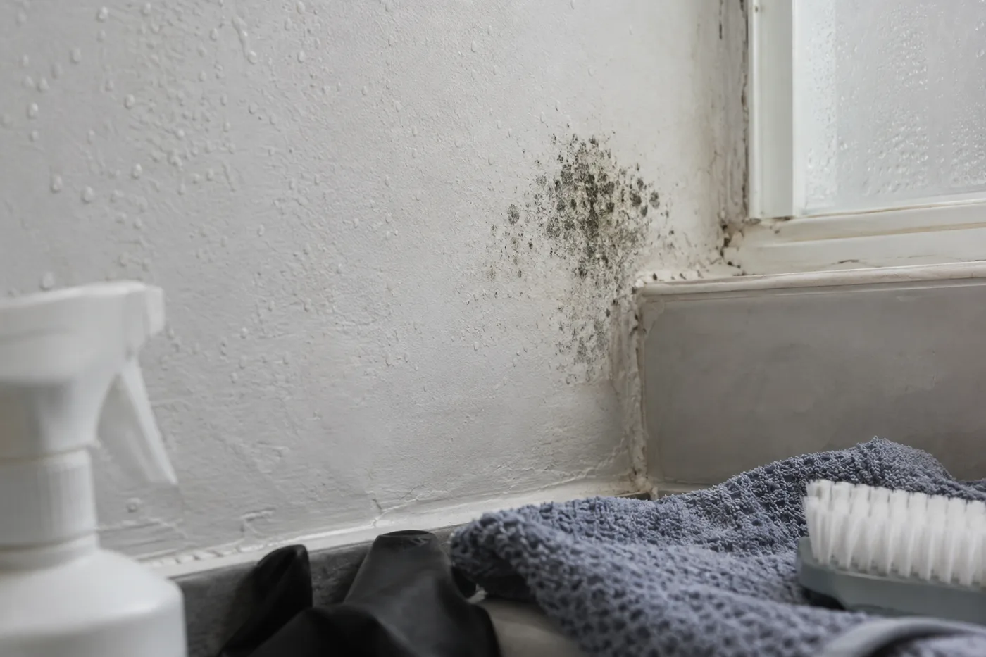 Illustrative image: Visible mould on painted plaster