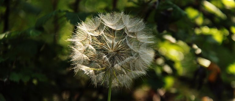 how-does-dust-affect-your-health-and-what-to-do-about-it