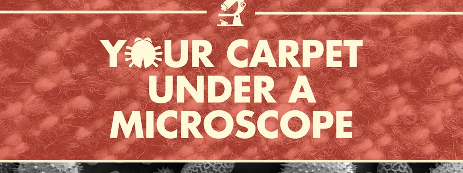 Carpet Under a Microscope Carpet Under a Microscope - detailed Infographic